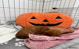 Miniature Dachshund dogs for sale: 2 female miniature dachshunds  - Image 4