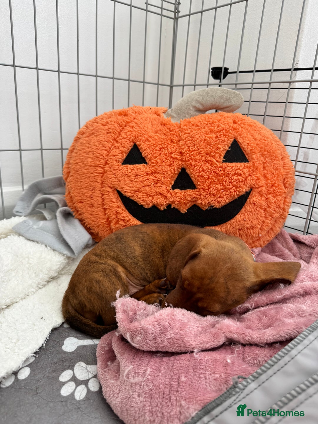 Miniature Dachshund dogs for sale: 2 female miniature dachshunds  - Image 4