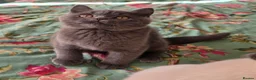 British Shorthair cats for sale: British shorthair kittens from 2 litter - Advert 10