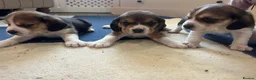 Beagle dogs for sale: Pedigree Beagle Puppies – Ready 7th February 2026  - Advert 7