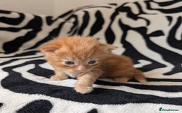 Mixed Breed cats for sale: Kittens - Image 7