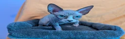 Sphynx cats for sale: *PEDIGREE SPHYNX* TICA REGISTERED *DNA HCM4 CLEAR* - Advert 33