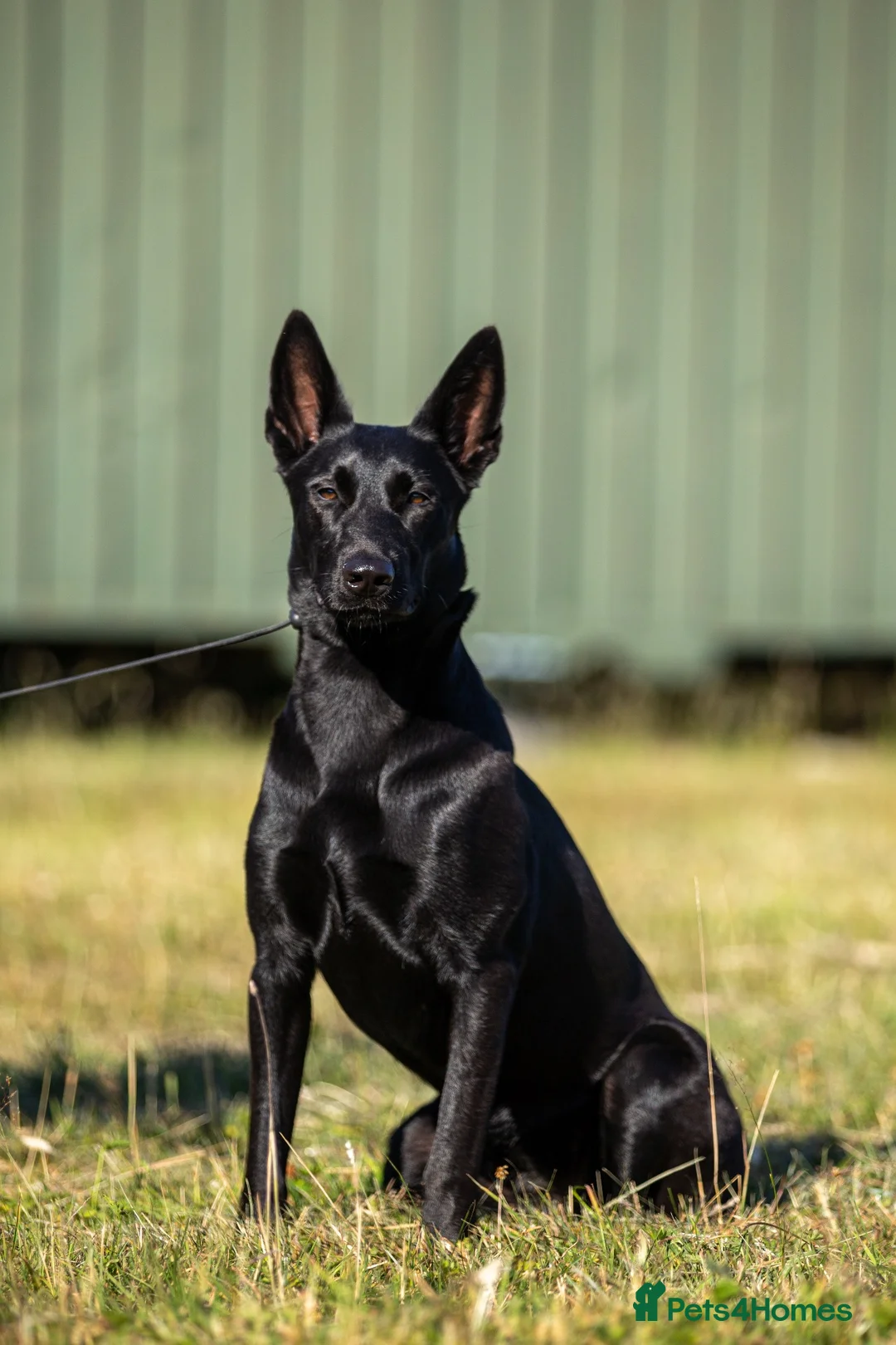 Belgian Shepherd Dog dogs for sale: Belgian Malinois Black Female  - Advert 1
