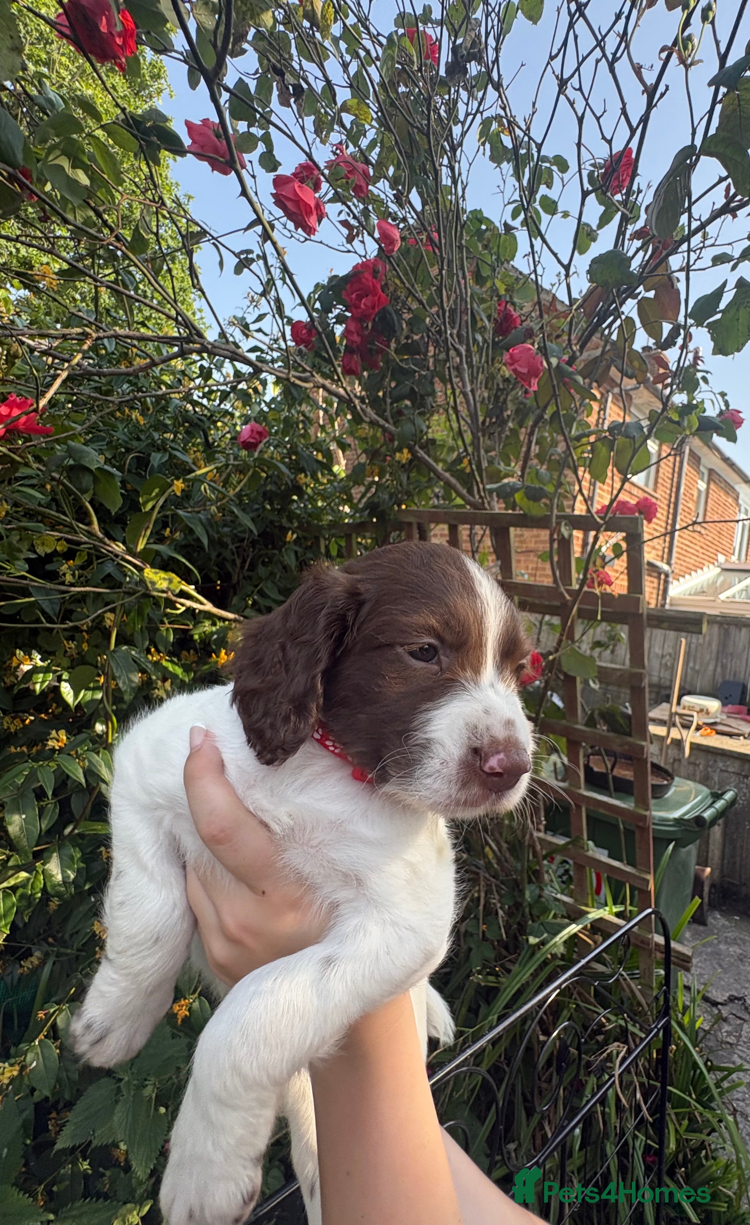 English Springer Spaniel dogs KC Reg Springer Spaniel Puppies - Horsham - Advert 2