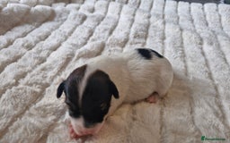 Jack Russell dogs for sale: Jack Russell puppies  - Advert 8