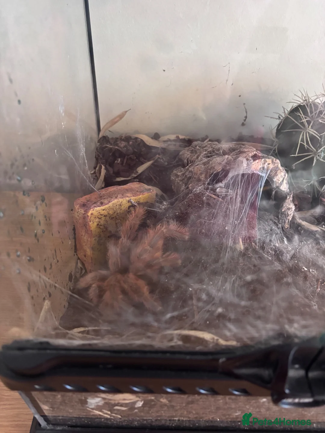 Spiders invertebrates for sale: Tarantulas for sale  in Stockton-on-Tees - Advert 3