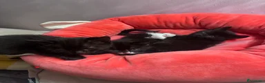 Black kitten male 