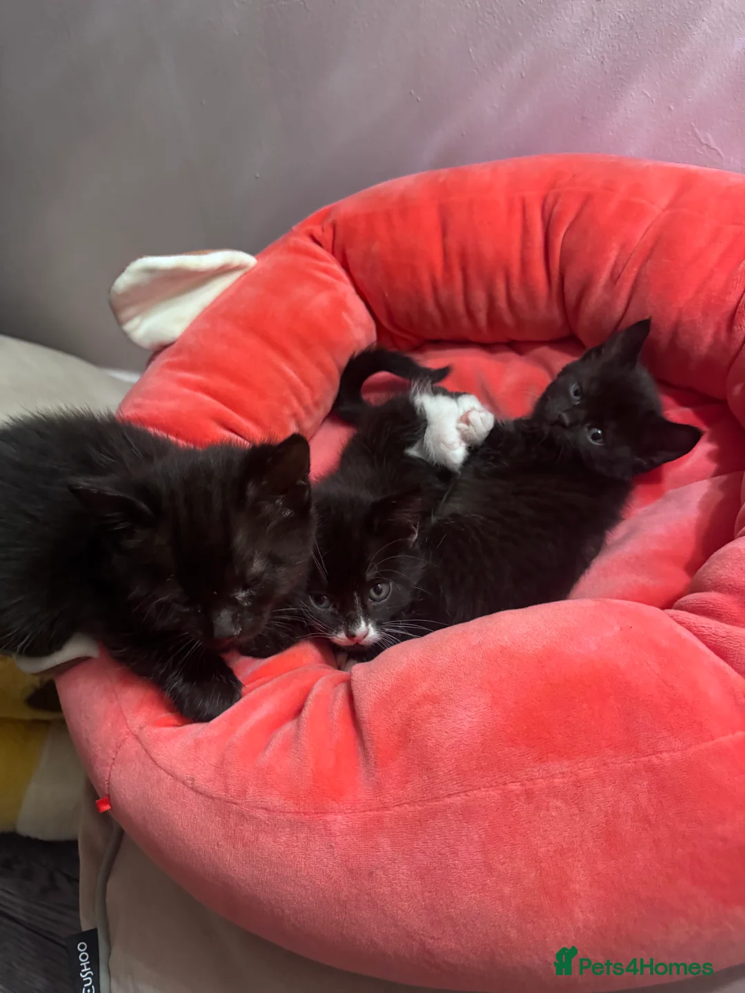 Mixed Breed cats for sale: Kittens for sale  - Advert 3