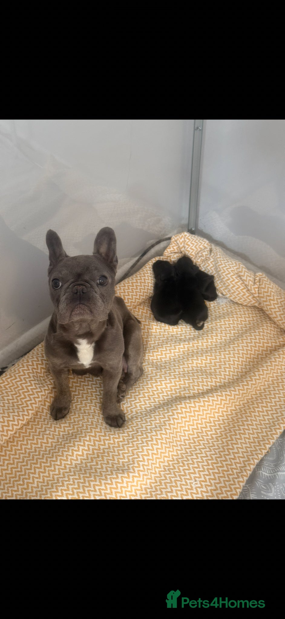 Mixed Breed dogs Frenchie X Cockapoo puppies  - Advert 7
