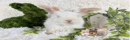 Angora rabbits for sale: BEAUTIFUL ANGORA BABIES  - Advert 1