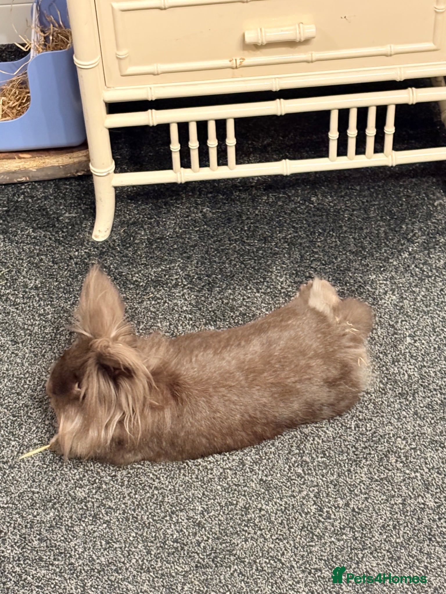 Lionhead rabbits for sale: 2yo Lionhead Female in Hove - Advert 5