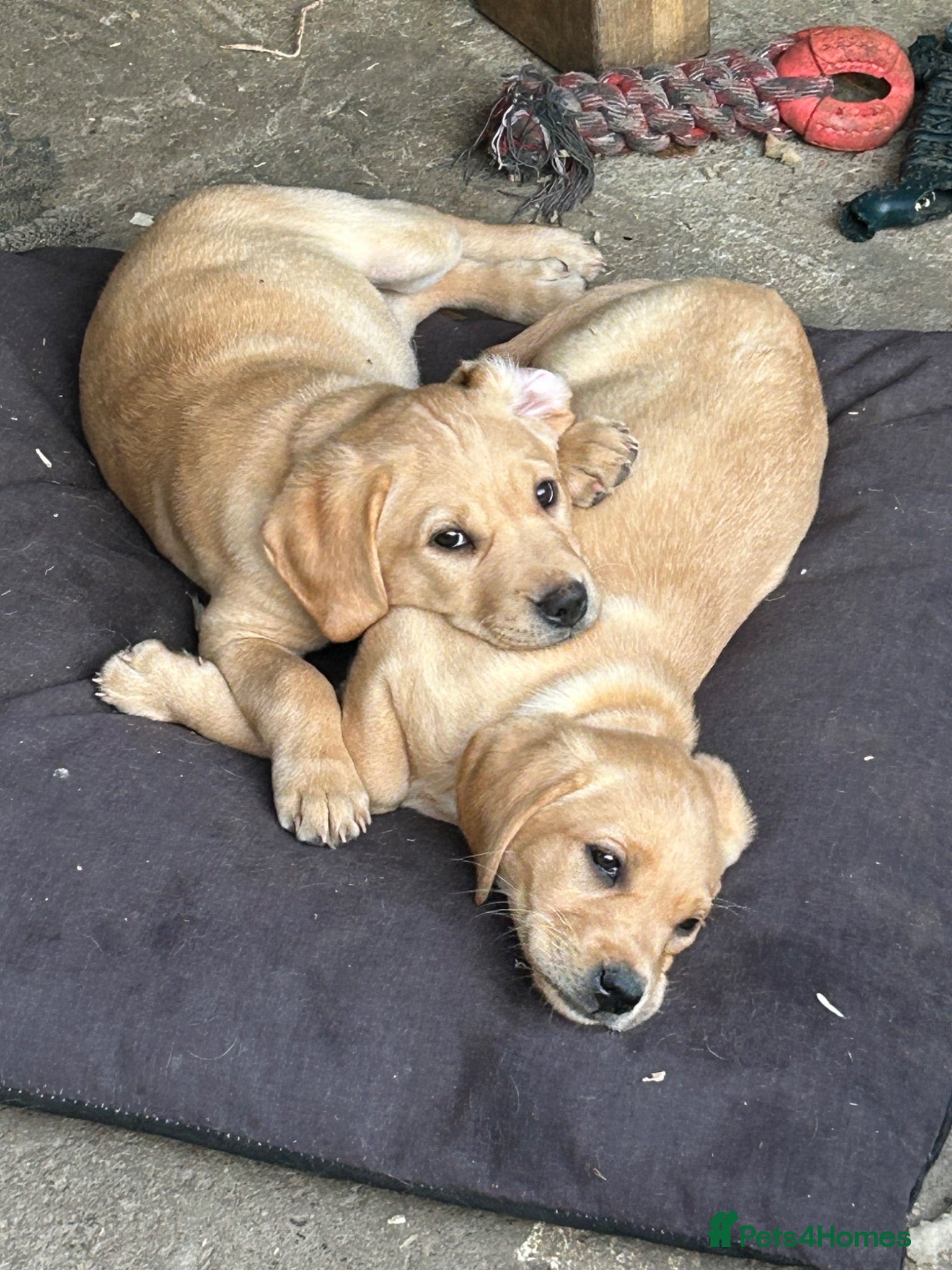 Labrador Retriever dogs KC Labs 3 bitches left (Fox red) ready11/7 - Advert 2
