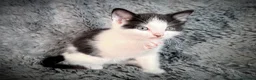 Mixed Breed cats for sale: 9 beautiful kittens looking for new homes  - Advert 25
