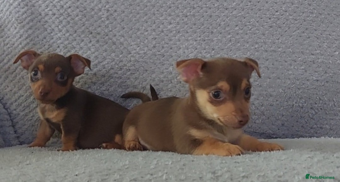 Jack Russell dogs for sale: Miniature jack Russell pups - Image 12