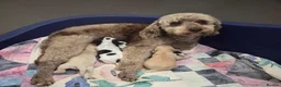 Cockapoo dogs for sale: Stunning F1 Cockapoo Puppies  - Advert 3