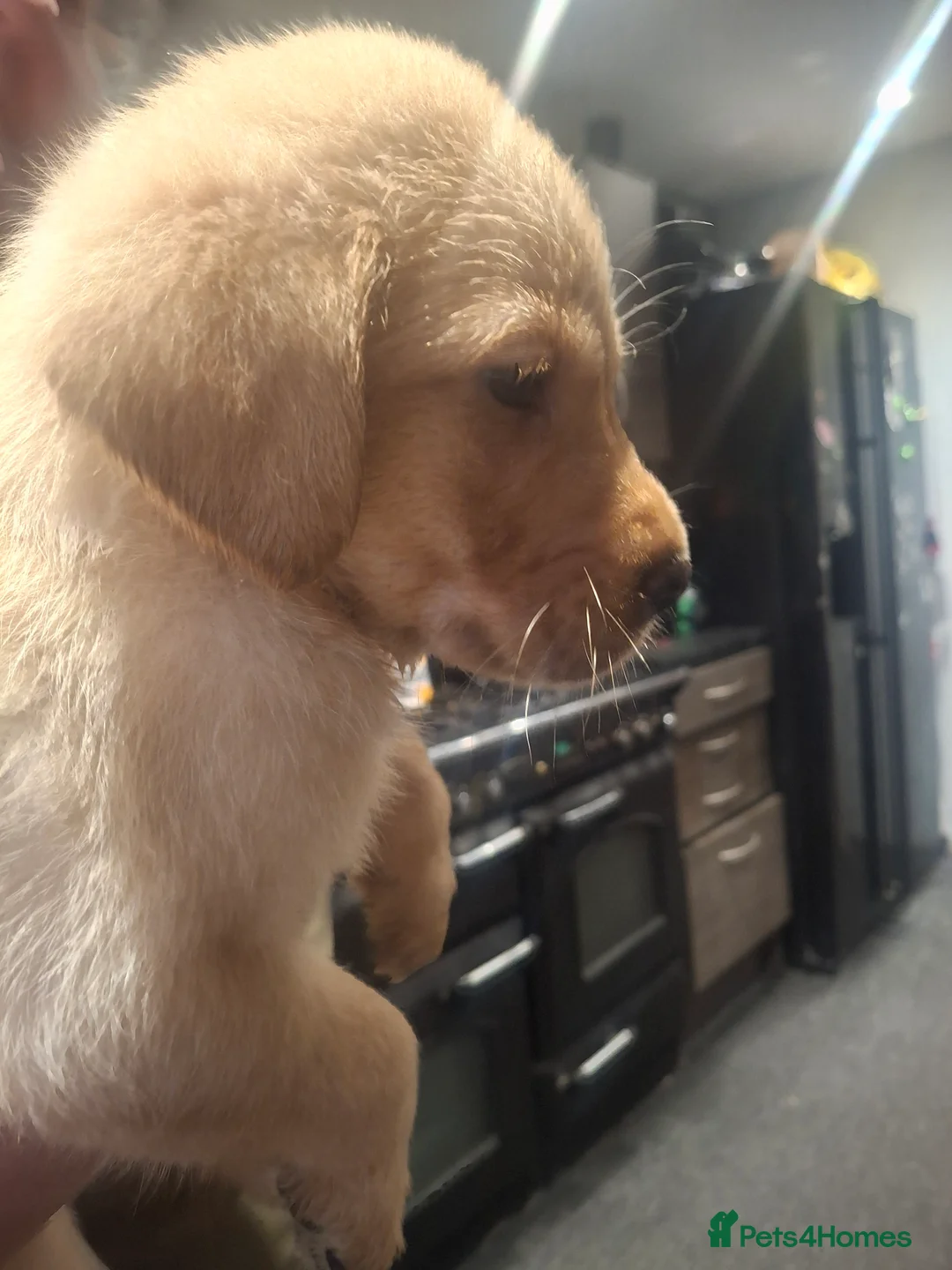 Labrador Retriever dogs for sale: 1 boy left  - Advert 2