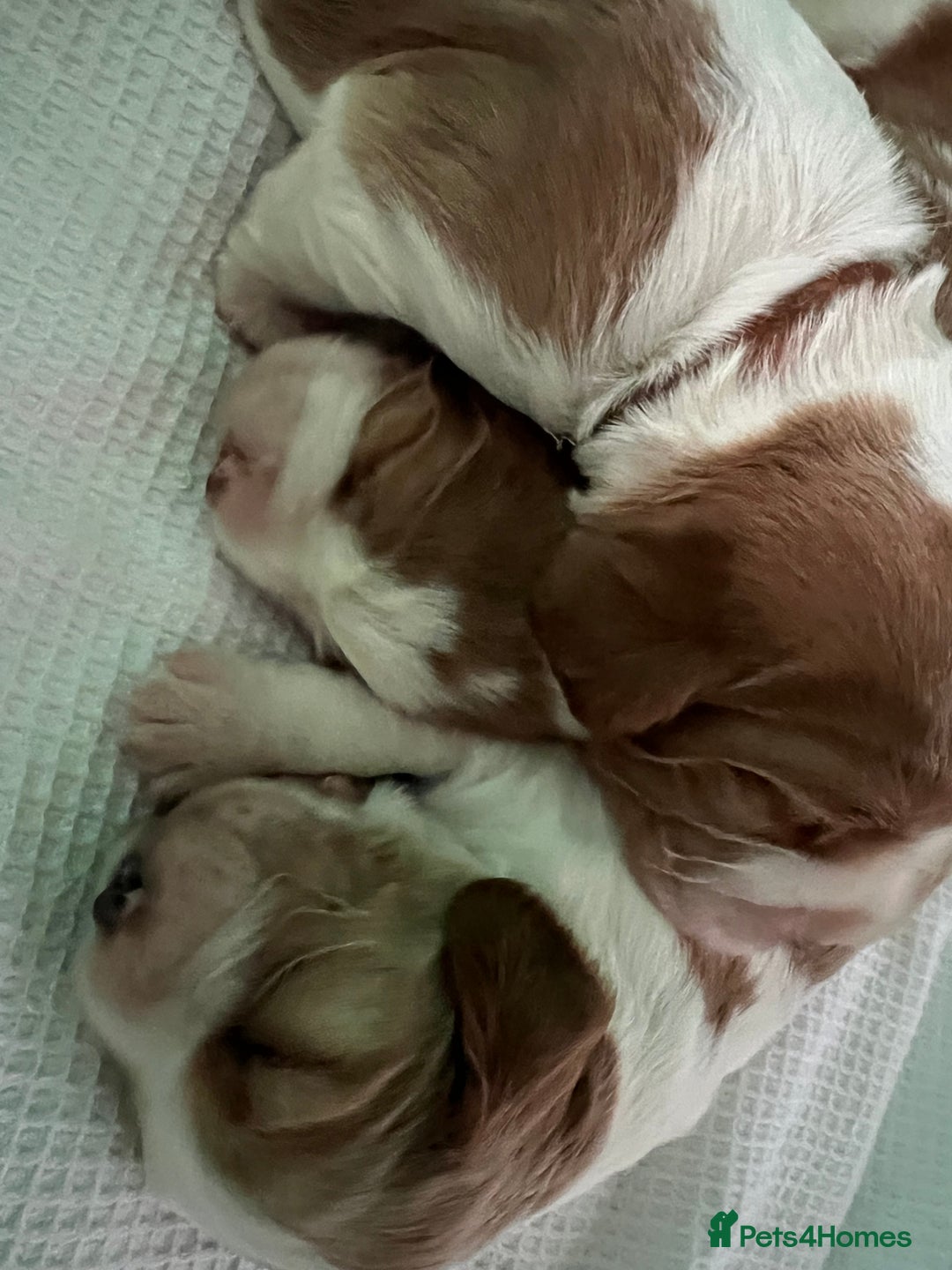 Welsh Springer Spaniel dogs for sale: 3 Girls Fully Health Tested Parents  - Image 9