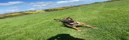 Belgian Shepherd Dog dogs for sale: Belgian Malinois pups ready to leave  - Advert 3