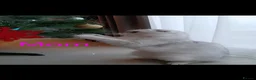 Scottish Fold cats for sale: Beautiful Chinchilla Scottish fold & Straight 💞🐾 - Advert 9