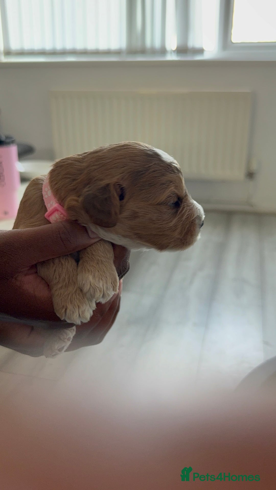 Cockapoo dogs for sale: 5 Beautiful Cockapoo Puppies  - Image 20