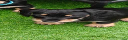 Mixed Breed dogs for sale: Mini Schnauzer X Mini Daschund puppies  - Advert 17