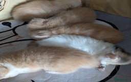 Persian cats for sale: Persian kittens  - Image 4
