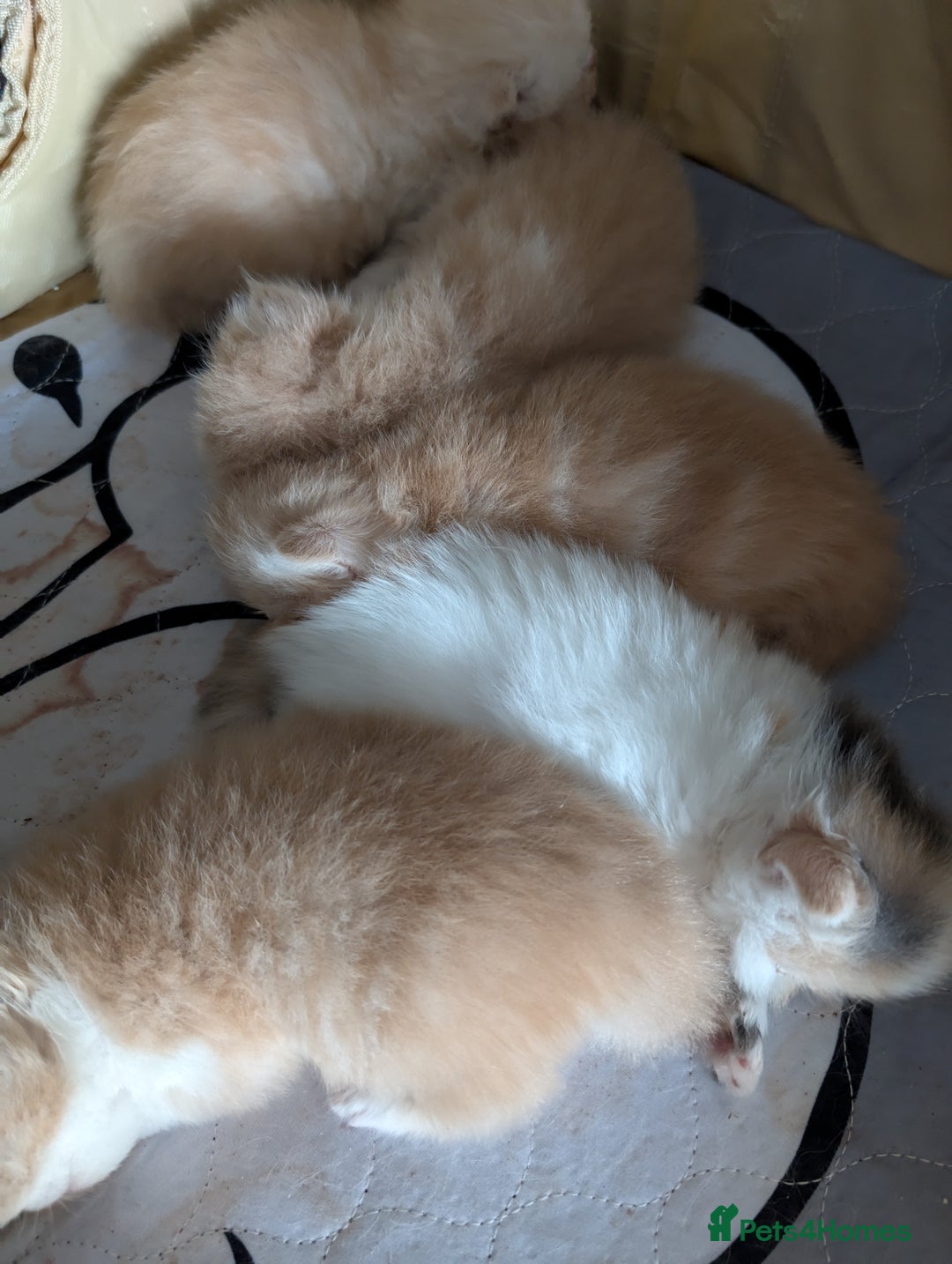 Persian cats for sale: Persian kittens  - Image 4