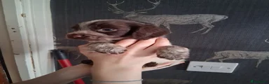 chocolate roan 