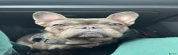 French Bulldog dogs for sale: Dora French Bulldog in Lanark - Advert 1