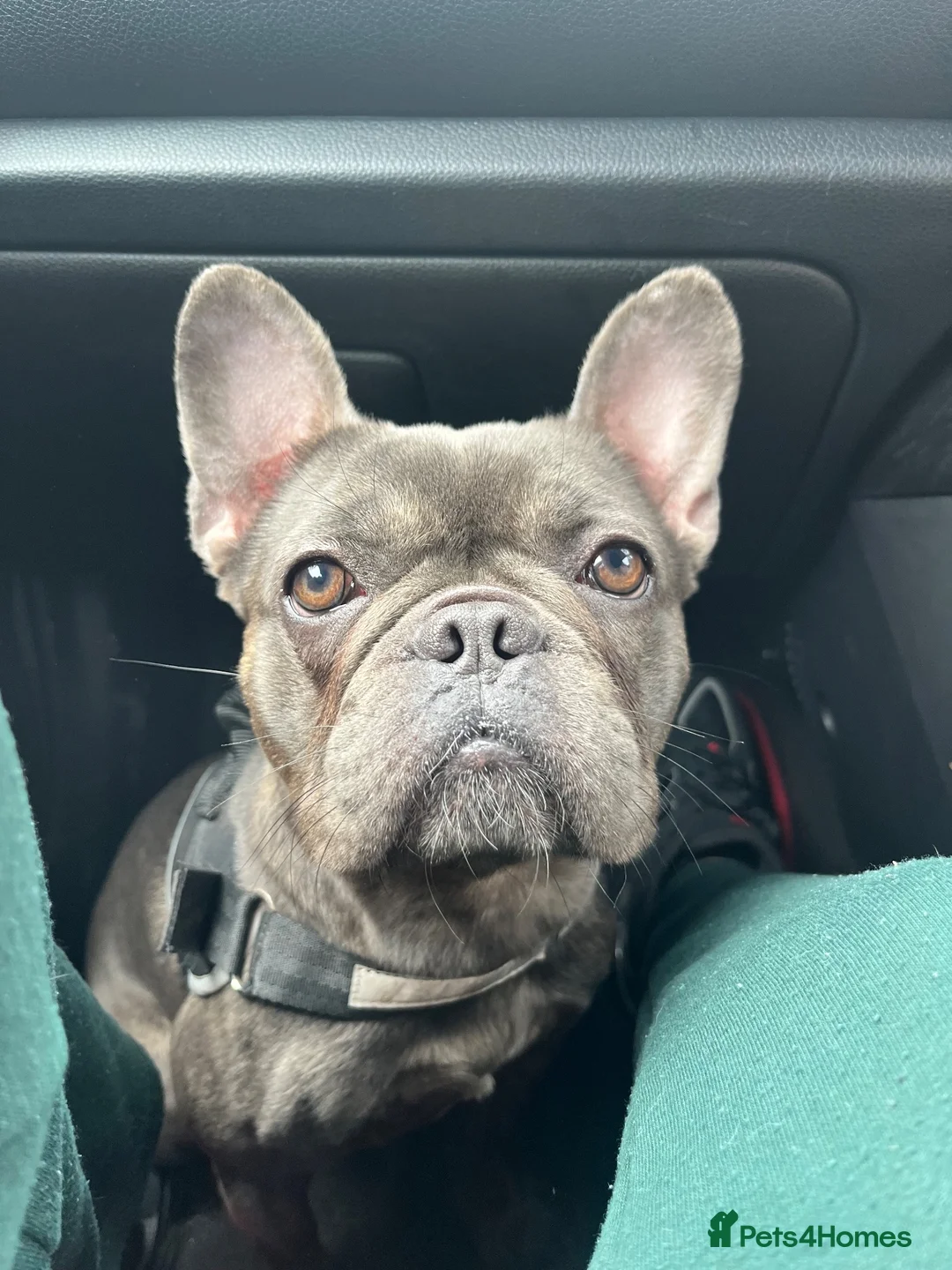 French Bulldog dogs for sale: Dora French Bulldog in Lanark - Advert 1