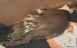 Boston Terrier dogs for sale: Beautiful Blue Bostons  - Image 3