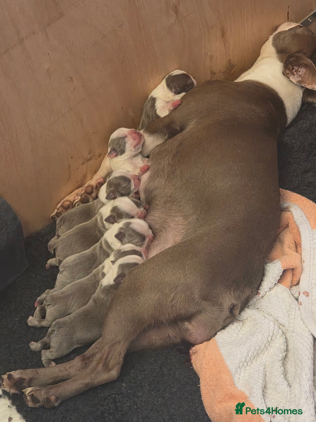 Boston Terrier dogs for sale: Beautiful Blue Bostons  - Image 3
