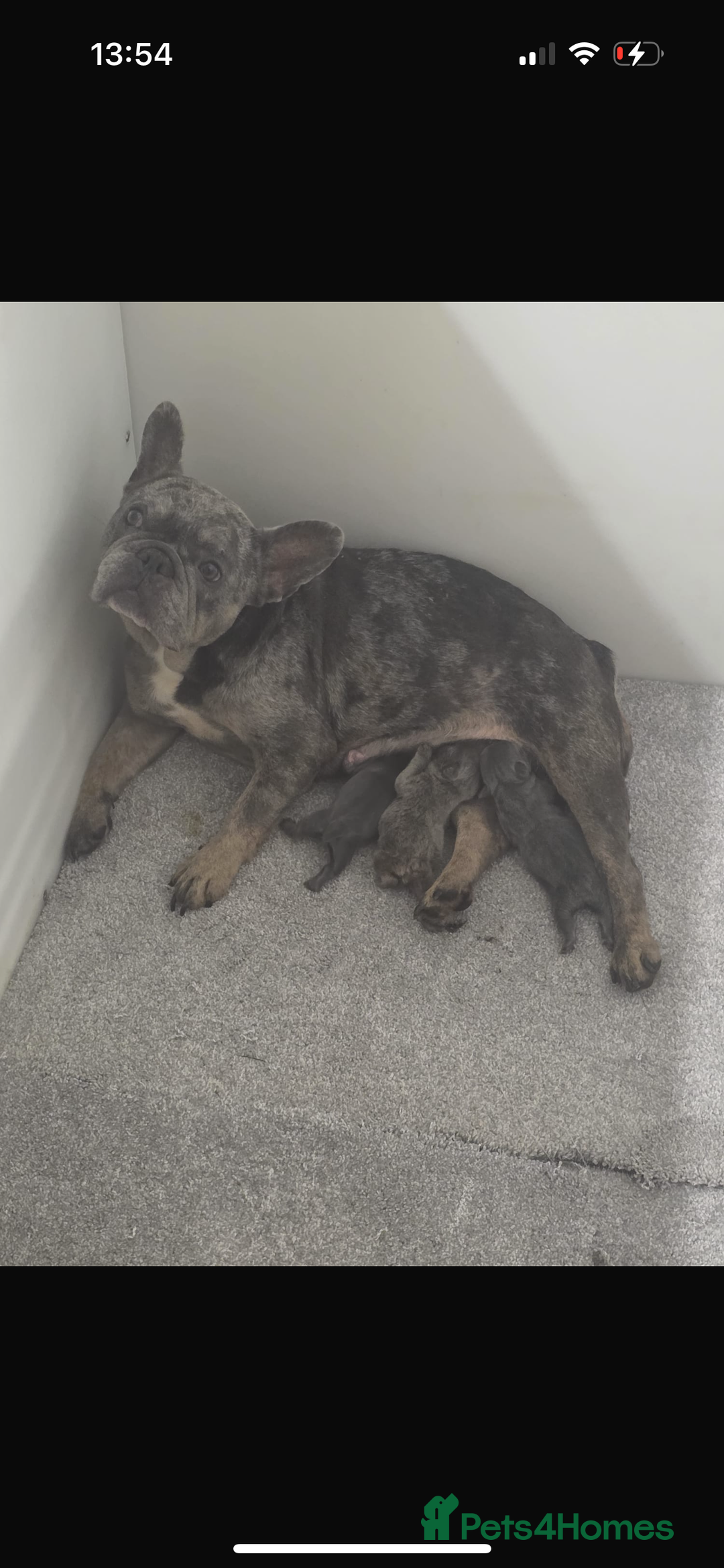 French Bulldog dogs for sale: Frenchbulldog puppy  - Advert 2