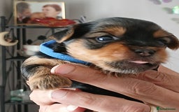 Yorkshire Terrier dogs for sale: Yorkshire Terrier Puppies 3 Boys 1 Girl - Image 6