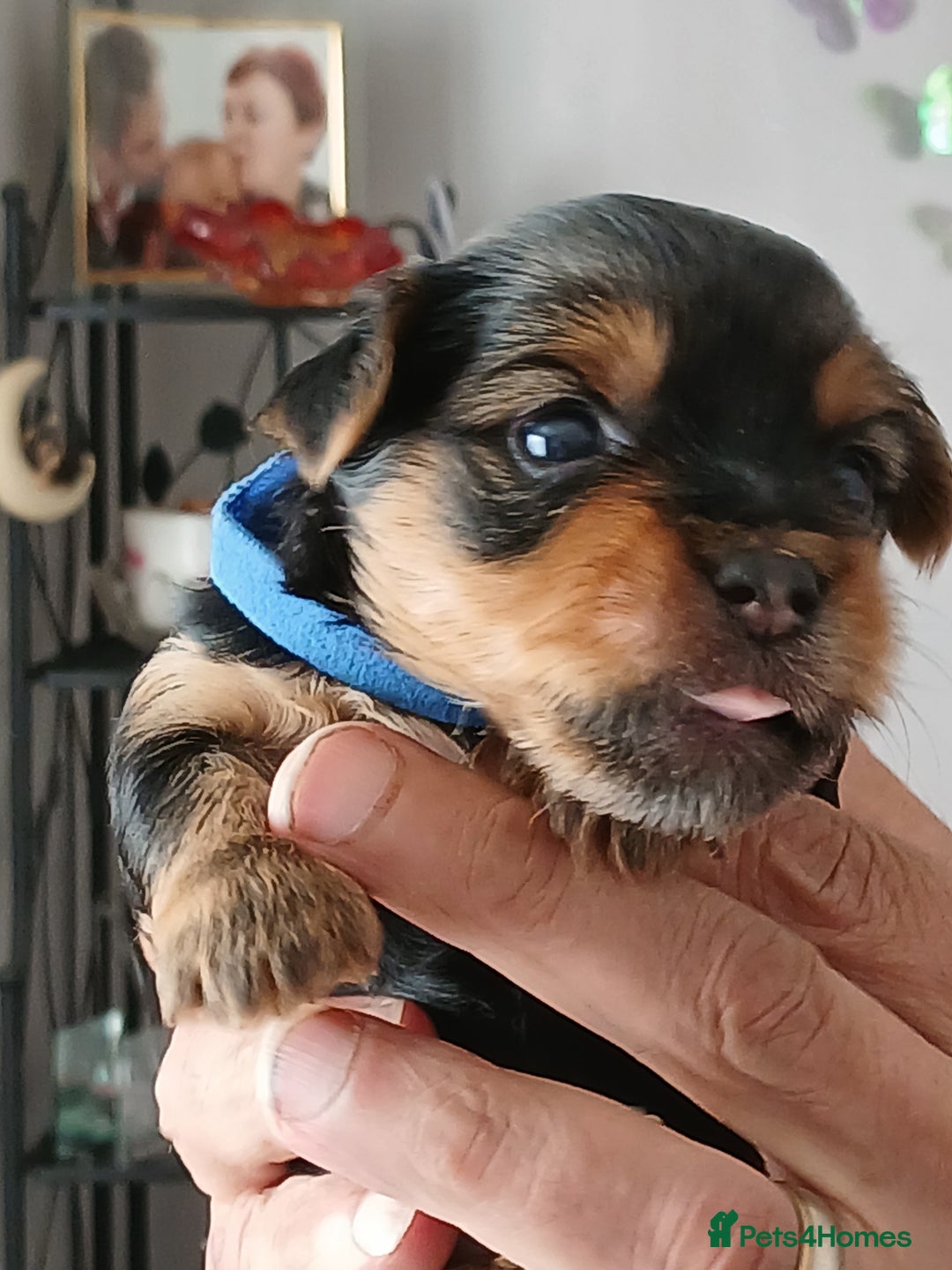 Yorkshire Terrier dogs for sale: Yorkshire Terrier Puppies 3 Boys 1 Girl - Image 6