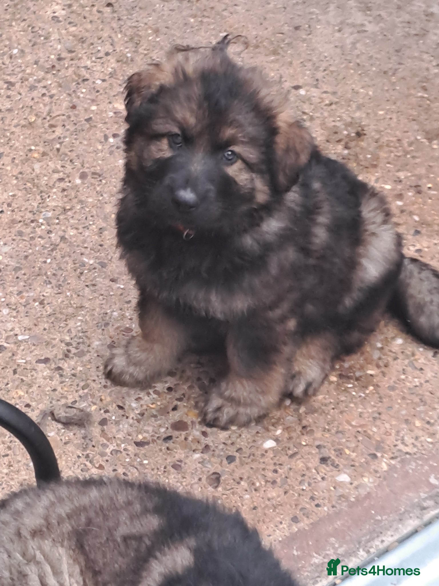 German Shepherd dogs German Shepherd straight back working line  - Advert 6