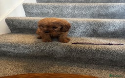 Cavapoo dogs for sale: cavapoo  - Image 18