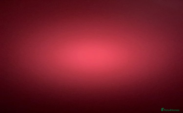 Dalmatian dogs - Advert 1