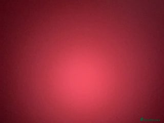 Dalmatian dogs - Advert 2