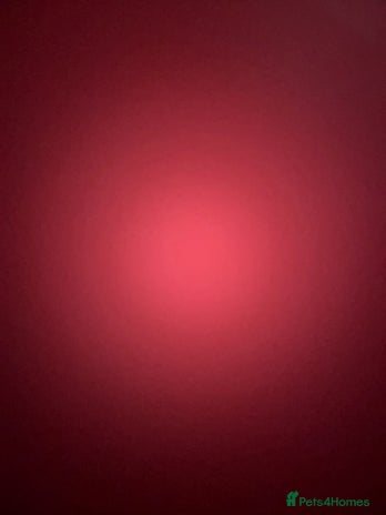 Dalmatian dogs - Advert 1