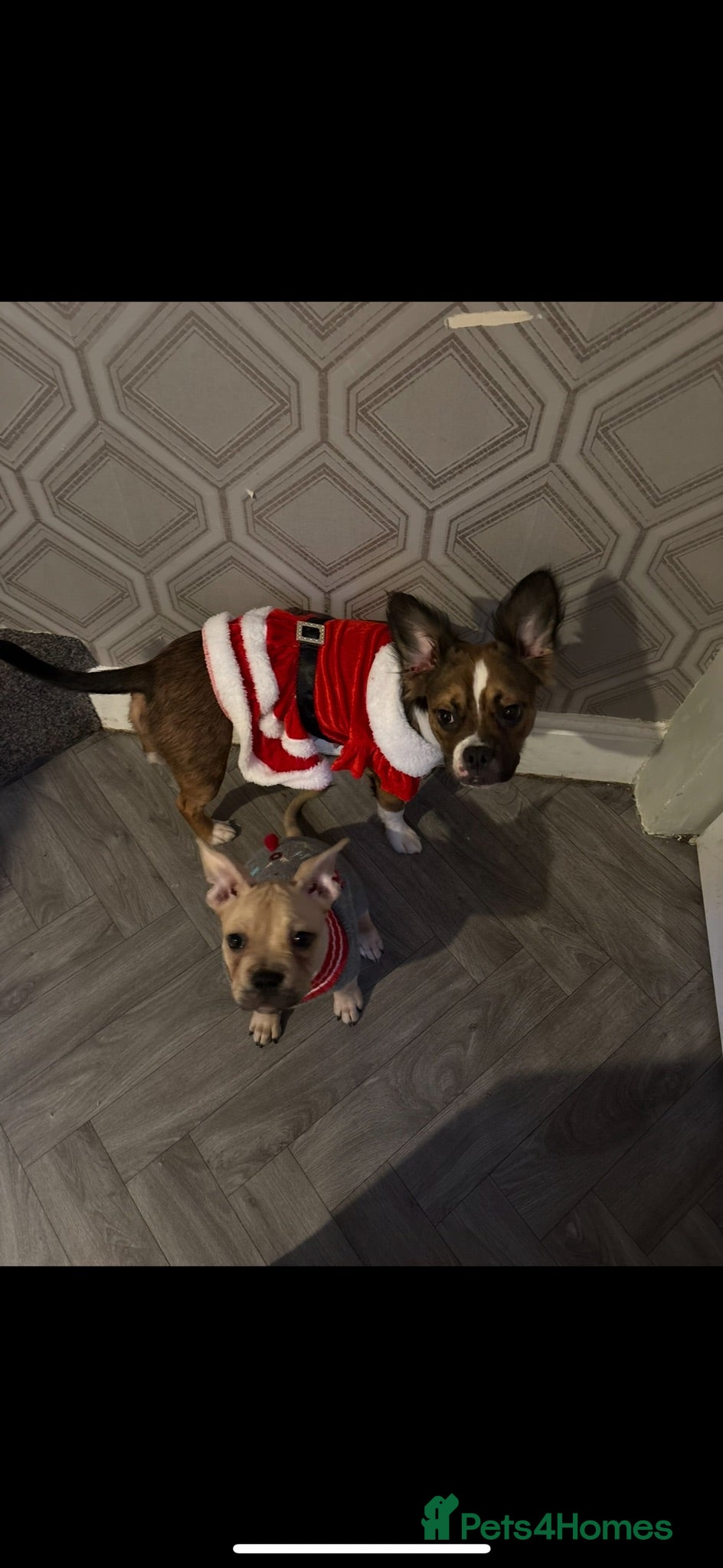 Mixed Breed dogs Rehoming  - Advert 4