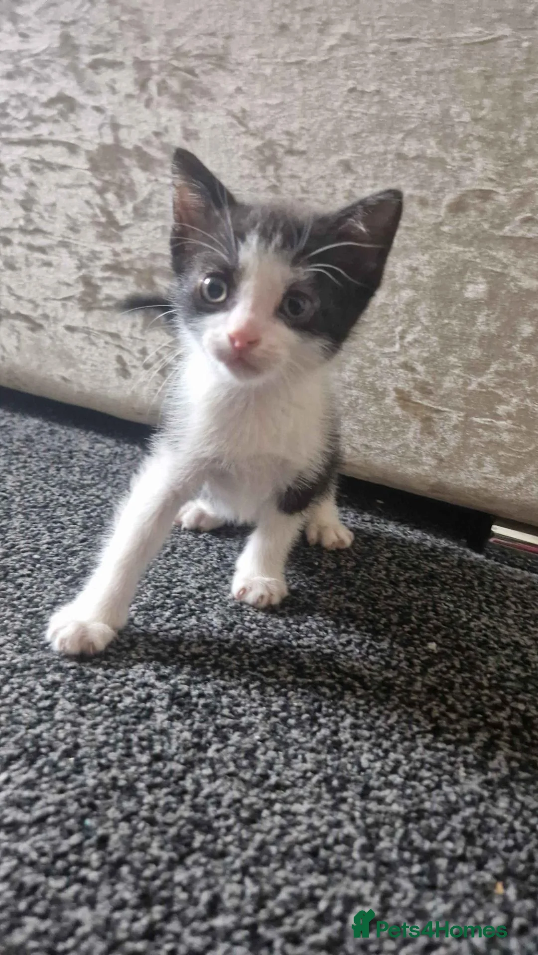 Mixed Breed cats for sale: Kitten in Newcastle upon Tyne - Advert 2