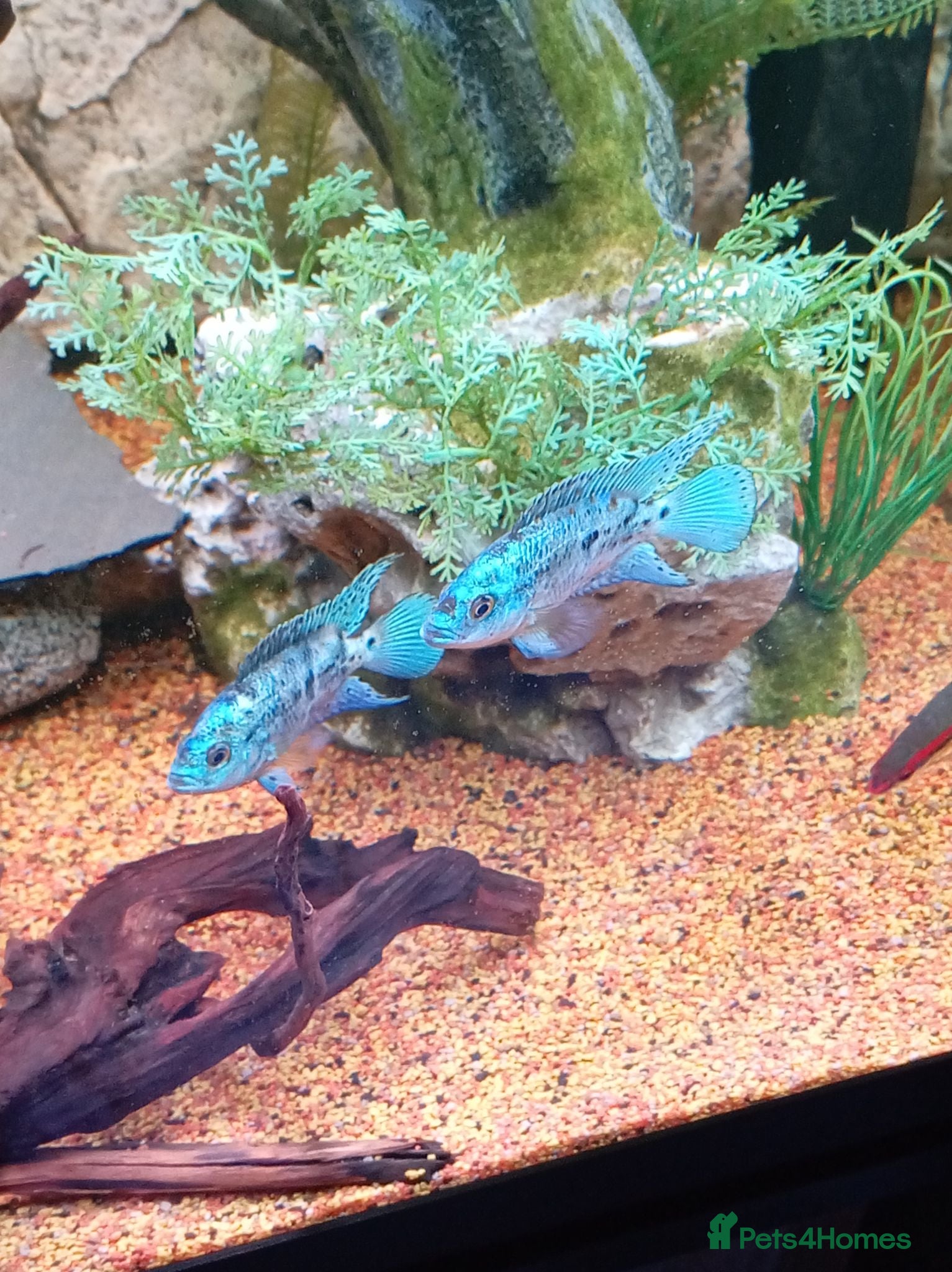 Cichlids fish Electric blue jack Dempseys for sale - Advert 1