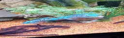 Cichlids fish for sale: Electric blue jack Dempseys,pink Oscar,barb,bichir - Advert 1