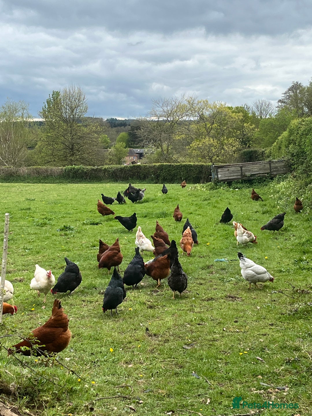 Chickens poultry for sale: Lovely Point of Lay Hybrid Hens - Image 12