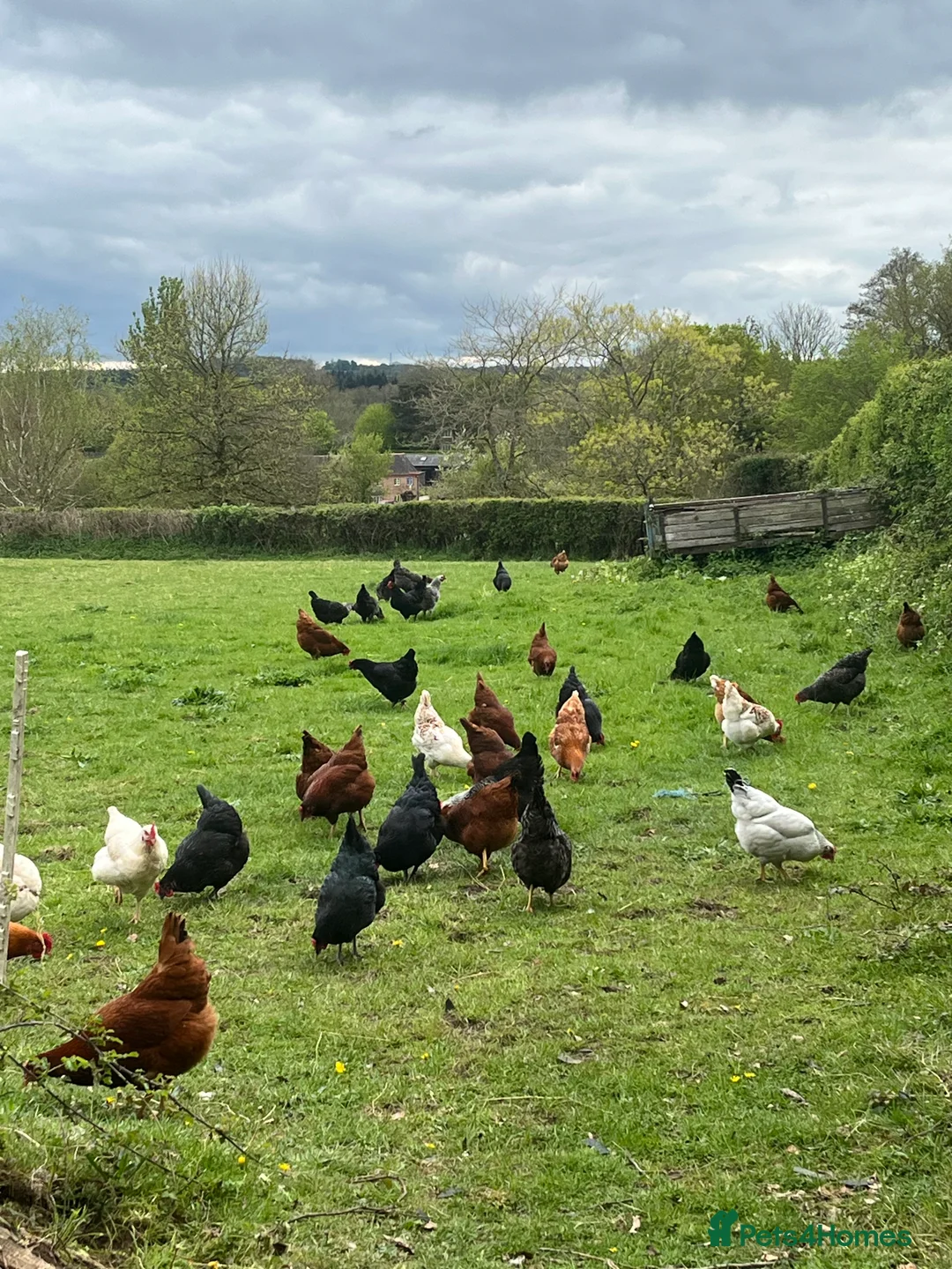Chickens poultry for sale: Lovely Point of Lay Hybrid Hens - Advert 12
