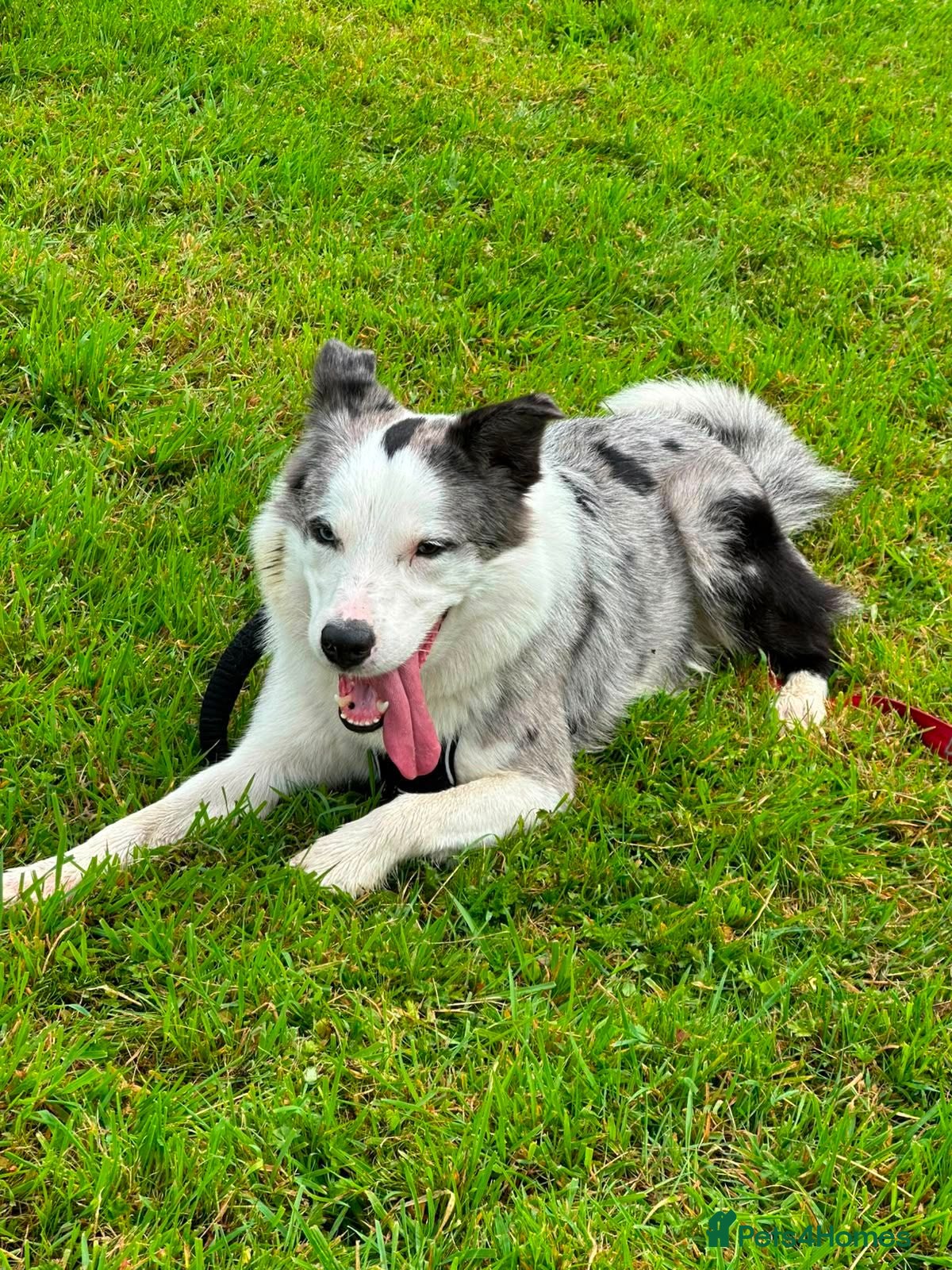 Mixed Breed dogs ❗🚨 URGENT FOSTER 💙STRIKE💙 4 yo Border Collie - Advert 1