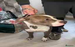 American Bull Staffy dogs for sale: Blue Brindle Staffy - Advert 3