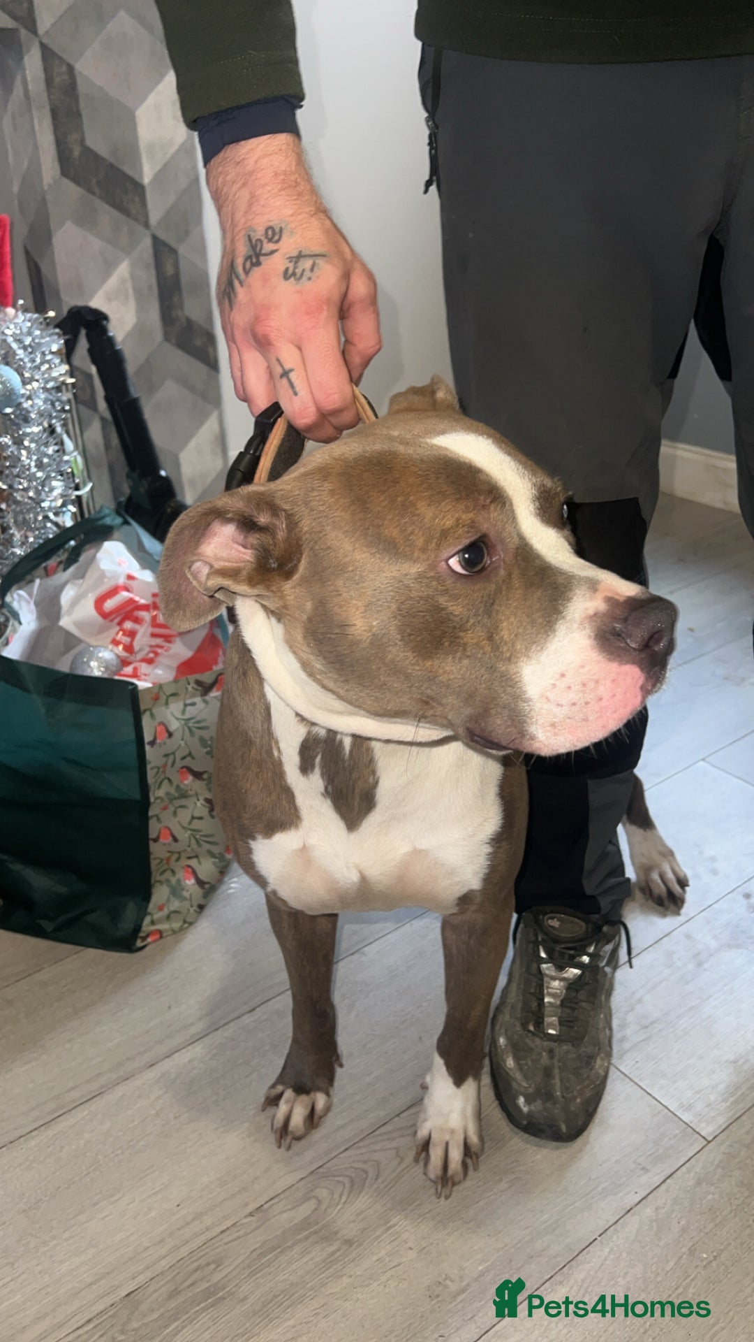 American Bull Staffy dogs for sale: Blue Brindle Staffy - Advert 3