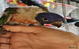 Cockatiels birds for sale: Baby lorrekeet £300 /cockatiels £80 each  - Image 14